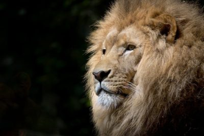 Descubre todo sobre el majestuoso león: características hábitat y curiosidades
