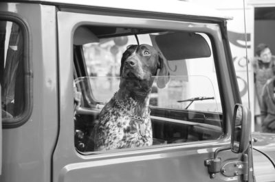 Transportadoras para perros: la mejor manera de viajar con tu mascota