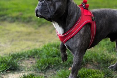 Bulldog francés: características cuidados y curiosidades sobre esta adorable raza de perros