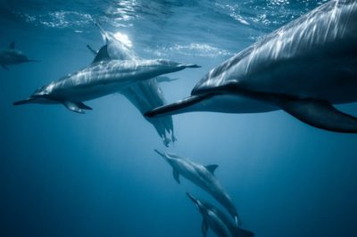 Descubre los fascinantes delfines: características hábitat y curiosidades