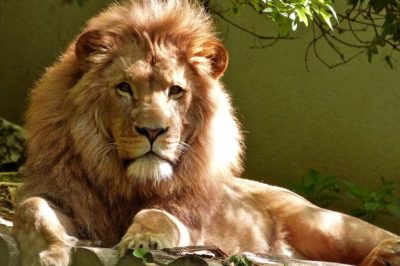 Descubre todo sobre los majestuosos leones: características hábitat y curiosidades