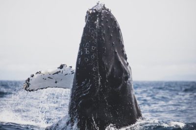 Cetáceos: Descubre todo sobre estas fascinantes especies marinas