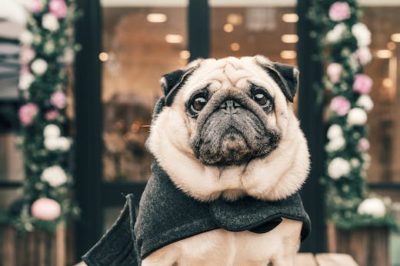 Collares para perros: Encuentra el mejor modelo para tu mascota en nuestra tienda online