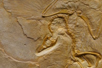 Descubre la historia del Rex Dinosaurio: características hábitat y curiosidades
