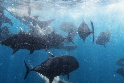 Los tiburones: conoce todo sobre estas fascinantes criaturas marinas