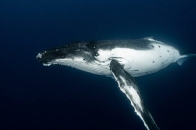 Descubre la fascinante vida de la ballena en el océano – Guía sobre ballenas .