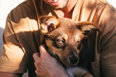 Todo lo que necesitas saber sobre perros: razas cuidados y curiosidades