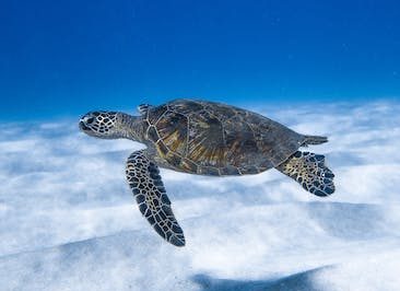 Descubre la diversidad de animales acuáticos : fauna marina y de agua dulce