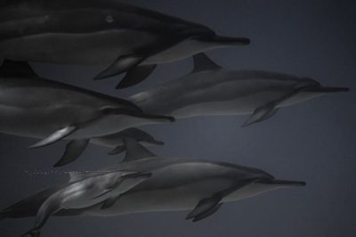 Delfines dibujados: cómo hacer tus propias ilustraciones de estos fascinantes animales marinos