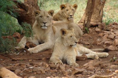 Los majestuosos leones: descubre todo sobre su hábitat alimentación y curiosidades