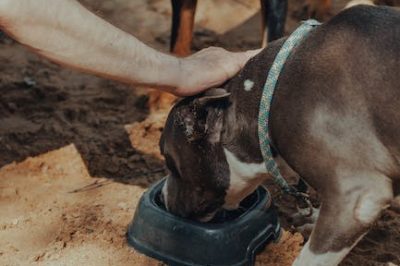 Perro de agua español: características cuidados y curiosidades