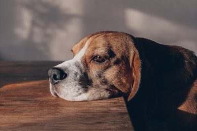 Descubre todo sobre el Beagle la raza de perro más popular del mundo