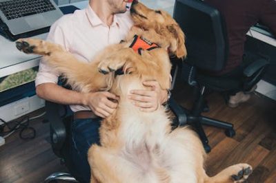 Descubre todo sobre el adorable perro Golden Retriever: características cuidados y curiosidades